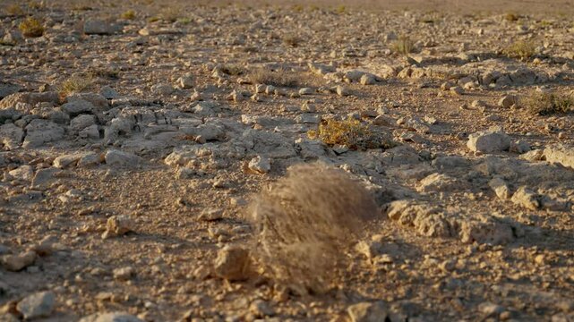 Dry bush tumbleweed rolling on open empty desert ground in hot summer day. Emptiness and desolation in ghost town or arid barren area without people or civilization. Wind blowing in the outdoors