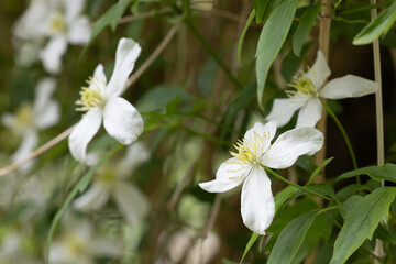 Close-up of white clematis flowers blooming on a vine with lush green leaves in soft, natural light.