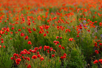Blooming red poppy field in summer with soft natural light and gentle breeze. Scenic floral...