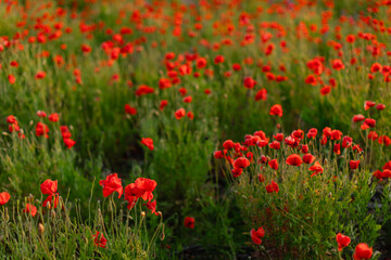 Blooming red poppy field in summer with soft natural light and gentle breeze. Scenic floral landscape ideal for backgrounds, nature concepts, and seasonal themes.