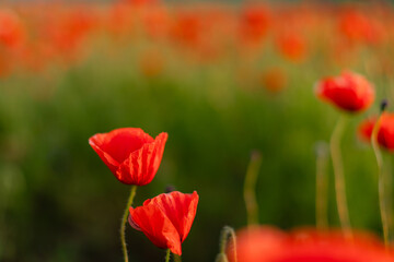 Close-up of blooming red poppy flowers in a green meadow. Natural floral background,  summer...