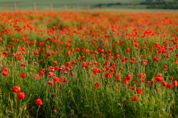 Blooming red poppy field in summer with soft natural light and gentle breeze. Scenic floral landscape ideal for backgrounds, nature concepts, and seasonal themes.
