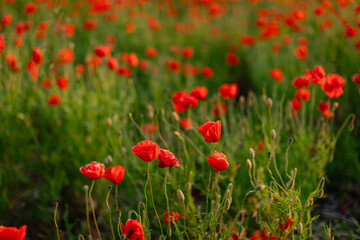 Blooming red poppy field in summer with soft natural light and gentle breeze. Scenic floral landscape ideal for backgrounds, nature concepts, and seasonal themes.
