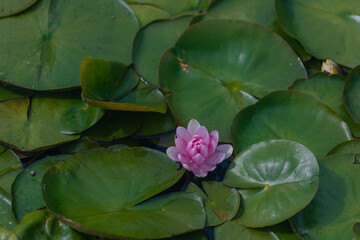 Blooming white water lilies and green leaves on the water on a sunny day. Lotus floating on the pond. Natural beauty of the water garden. Picturesque natural background.