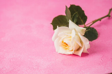 Single white rose on pink background with green leaves