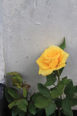 Yellow rose seeds ready to be planted