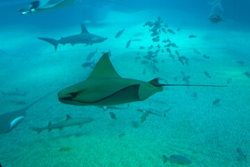 Pink whipray (Himantura fai)under water