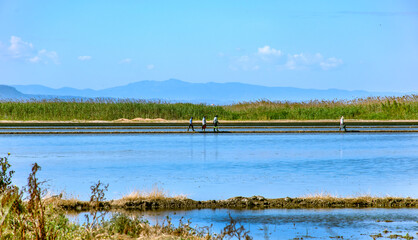 Recolectores de arroz en la albufera Valenciana