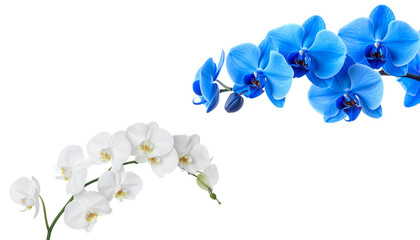 White orchid with delicate petals on graceful stems, isolated on white background