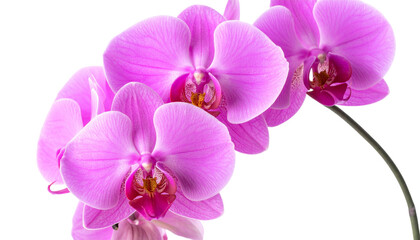 Pink orchid on white background