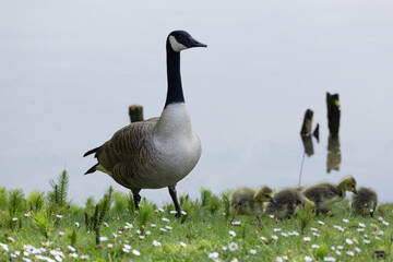 Canada goose guides its goslings along a grassy lakeshore, surrounded by wildflowers.