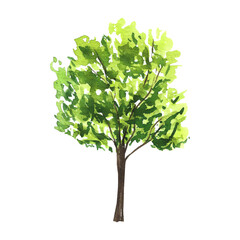 deciduous tree with green foliage, isolate, watercolor illustration for postcards, design, packaging