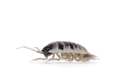 Close up of Dairy Cow Isopod aka Porcellio laevi, walking side ways. Isolated on a white background.