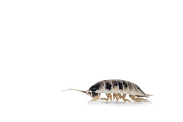 Close up of Dairy Cow Isopod aka Porcellio laevi, walking side ways. Isolated on a white background.