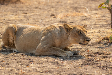 Lioness in hunting pose