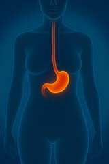stomach of human body, female, woman, illustration, medical image, anatomy