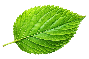 vibrant green leaf image isolated on transparent background