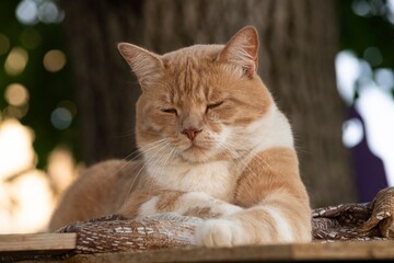 Ginger cat relaxing in nature: funny yawns and sleepy expressions on a wooden bench with a blanket,...
