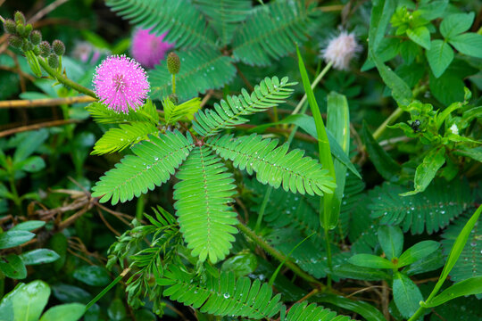 mimosa plant, sensitive plant or putri malu or sleepy plant (Mimosa pudica) on park flower of sensitive plan