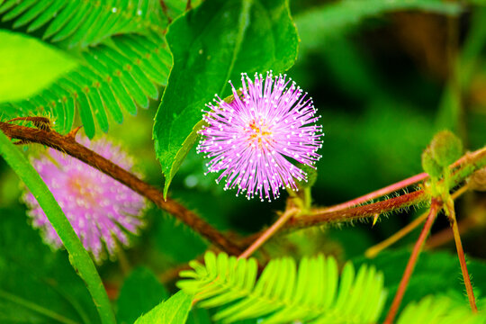 mimosa plant, sensitive plant or putri malu or sleepy plant (Mimosa pudica) on park flower of sensitive plan