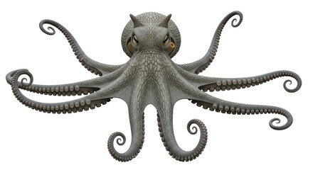 Obraz premium Isolated Octopus