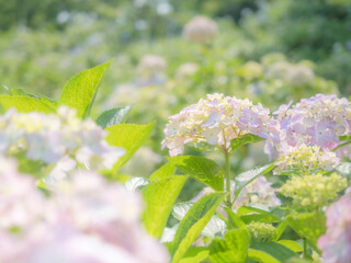 梅雨から初夏の公園や花壇を彩るアジサイのある風景。木漏れ日の光でボケた景色。ぼんやりした花畑のイメージ