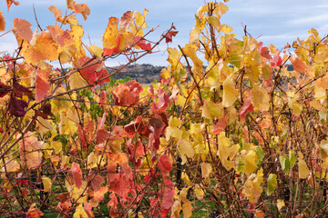 Autumn in the vineyard - Cranbrook, Tasmania, Australia