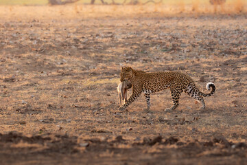 Side profile of leopard with monkey in mouth