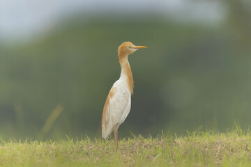 霧の中のアマサギ