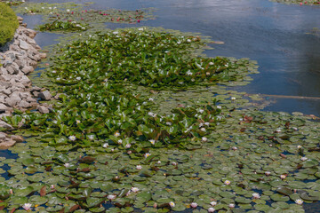 Blooming white water lilies and green leaves on the water on a sunny day. Lotus floating on the pond. Natural beauty of the water garden. Picturesque natural background.
