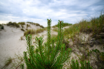 Summer evening by Baltic sea, Liepaja, Latvia.