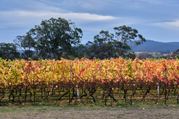 Autumn in the vineyard - Cranbrook, Tasmania, Australia