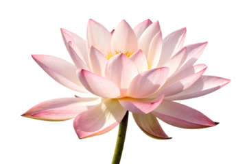  nature-lotus-flower- isolated on white background, ai generated