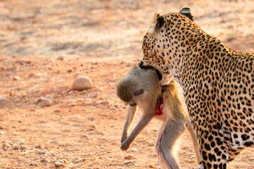 Back portrait of leopard with monkey in mouth