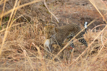Leopard walking with kill in mouth