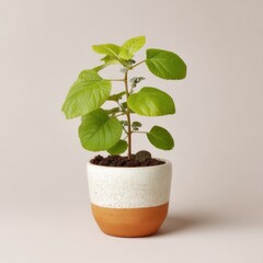 A small, vibrant green-leafed plant in a modern pot, placed on a simple white surface.