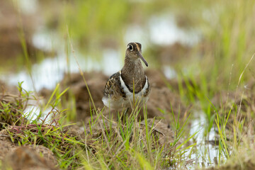 歩いて餌を探すタマシギの雄