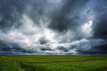 Rural agricultural landscape in western Latvia in late june.