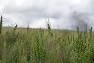 Rural agricultural landscape in western Latvia in late june.