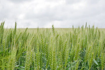 Rural agricultural landscape in western Latvia in late june.