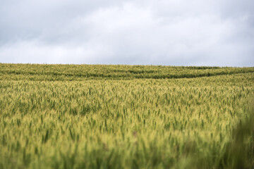 Rural agricultural landscape in western Latvia in late june.