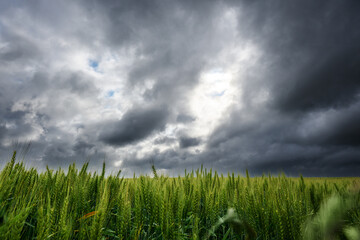 Rural agricultural landscape in western Latvia in late june.