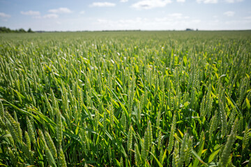 Rural agricultural landscape in western Latvia in late june.