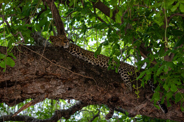 Leopard sleeping in tree