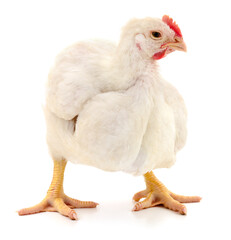 white hen isolated.