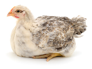 Grey hen isolated.
