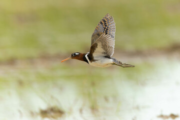 飛ぶタマシギの雌