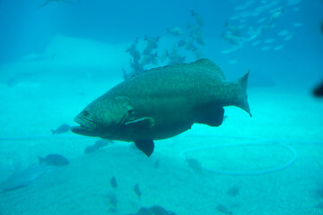 Longtooth grouper (Epinephelus bruneus) under water