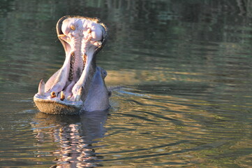 A yawning hippo in the mid day sun