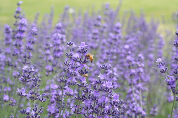 ラベンダー畑で蜜を集めるミツバチ